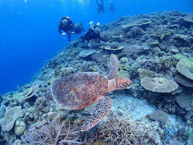 念願のウミガメと遭遇 一緒に泳ぐ夢が叶った^ ^_Sea Monk
