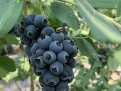 ひぃさんの採果の郷への投稿写真1