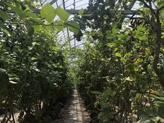 ひぃさんの採果の郷への投稿写真2