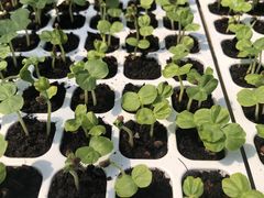 ひぃさんの採果の郷への投稿写真3