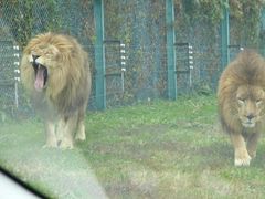 岩手サファリパークの写真1