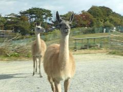 岩手サファリパークの写真3