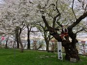 ZUNDAMさんの烏帽子山公園の桜の投稿写真1