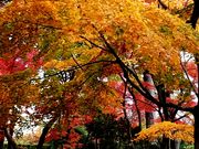 yu‐cyanさんの須賀川牡丹園の牡丹の投稿写真1