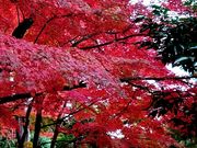 yu‐cyanさんの須賀川牡丹園の牡丹の投稿写真1