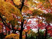 yu‐cyanさんの須賀川牡丹園の牡丹の投稿写真1