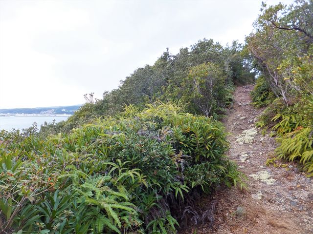 こんな山道を1キロ近く歩きます。_金山展望台