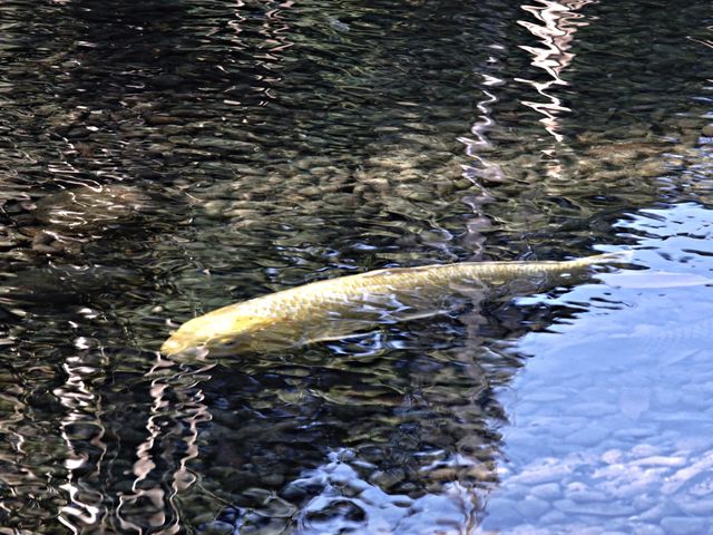 黄金の鯉_名勝 養浩館庭園