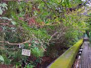 あきぼうさんの浮島の森の投稿写真2