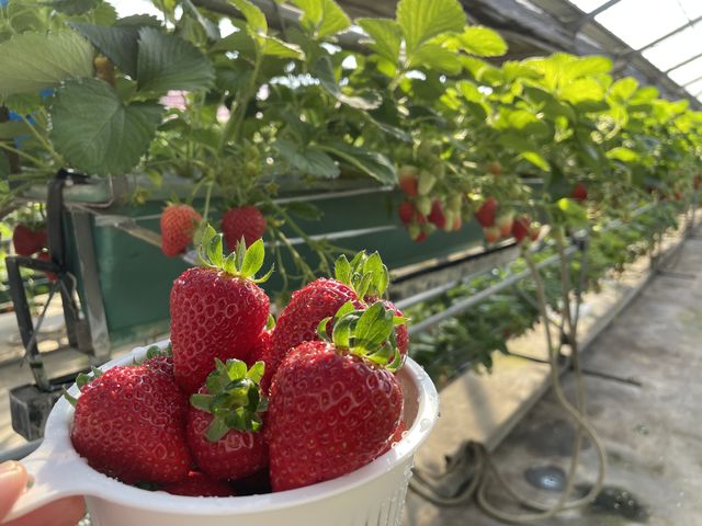 赤くて大きいイチゴ_深井農園