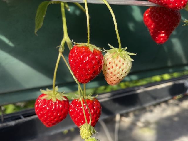 小粒も甘くて美味しい_深井農園