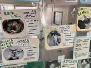 タケちゃんさんの花の木シェルター 2号館の投稿写真2