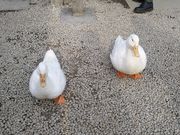 やんまあさんの神泉苑の投稿写真1