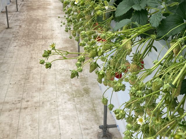 赤いイチゴが少ない_KING FARM