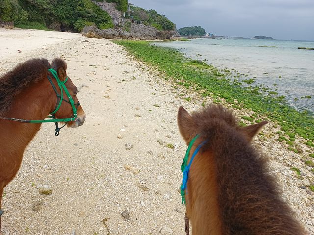 2頭海を見つめる_うみかぜホースファーム