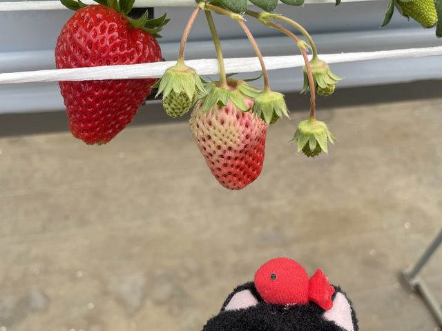 真っ赤で美味しいいちご_小泉農園のわがままいちご