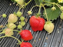 美鈴さんのうるう農園への投稿写真1