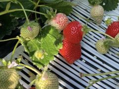 昇さんのうるう農園への投稿写真1