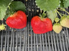 長谷部さんのうるう農園への投稿写真1