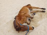 つきさんのうみかぜホースファームの投稿写真3