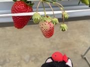 PUNATさんの小泉農園のわがままいちごの投稿写真1