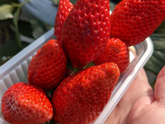 ベンチがあるので座って食べれますよ_タニカワ農園