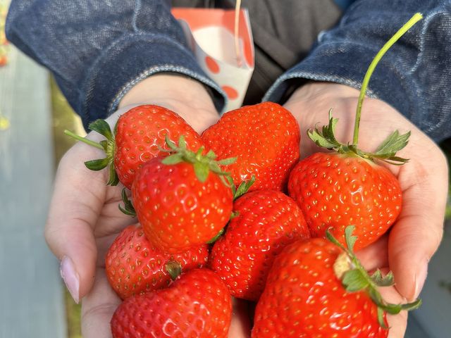 甘くて大きいイチゴがごろごろ_ウキウキランラン♪観光農園