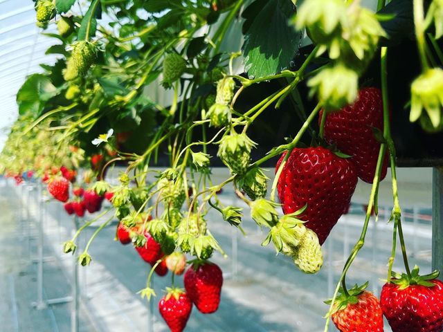 綺麗なイチゴでした。_月虹いちご農園