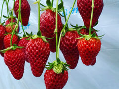 ボーちゃんさんの苺や本舗への投稿写真1