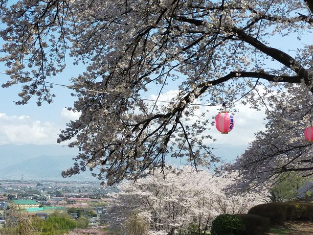 桜の季節_八代ふるさと公園