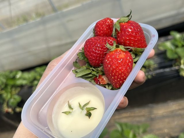 いちご狩りの容器です!_大久保農園