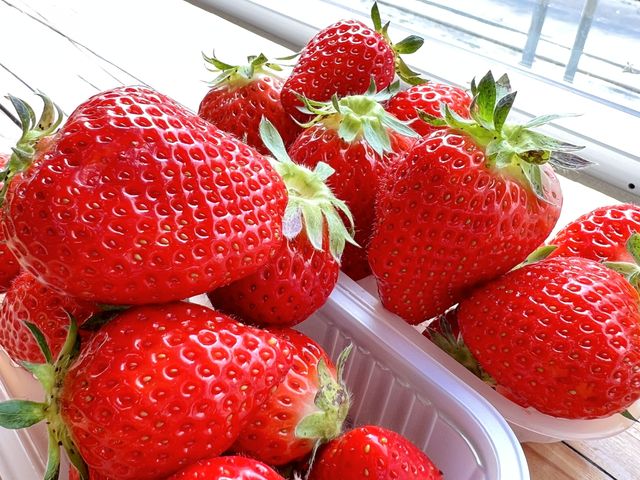 大つぶイチゴがたくさん _こうちく男爵