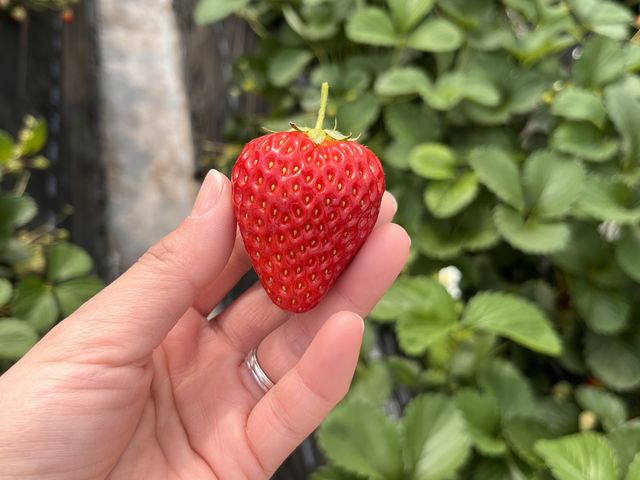 どれも甘くて美味しかった!_やまざきファーム