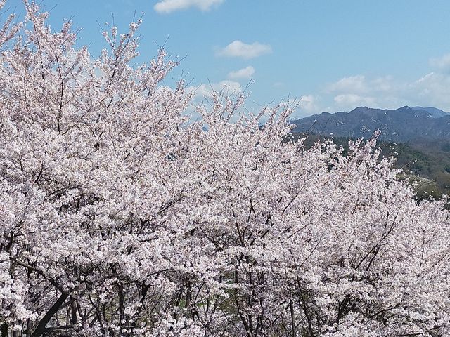 昇仙峡方面を望んで満開の桜_敷島総合公園