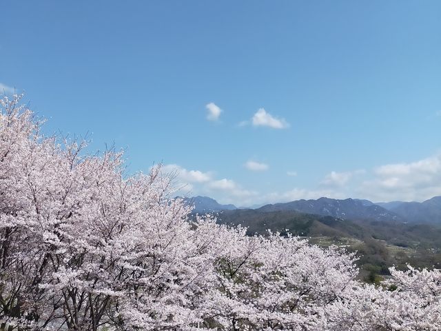 桜に覆われた東斜面_敷島総合公園