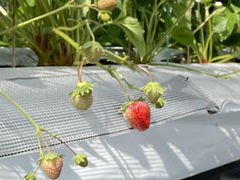 きよさんの花立山ファームへの投稿写真1