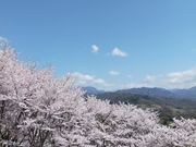 あきぼうさんの敷島総合公園の投稿写真4