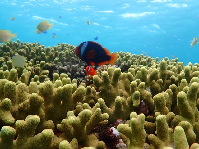 魚もサンゴも、いっぱい見られました!_Bombon