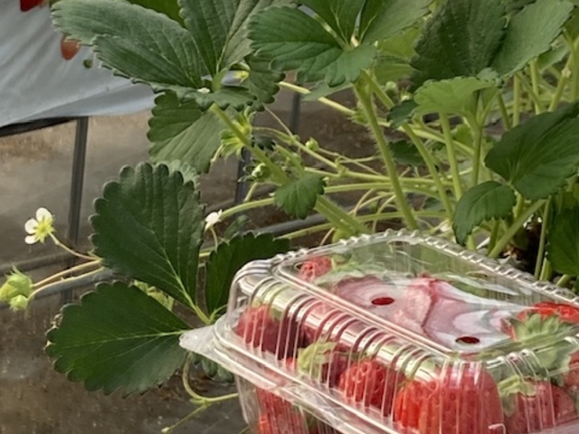 たくさん取りました。_プロモンテファーム