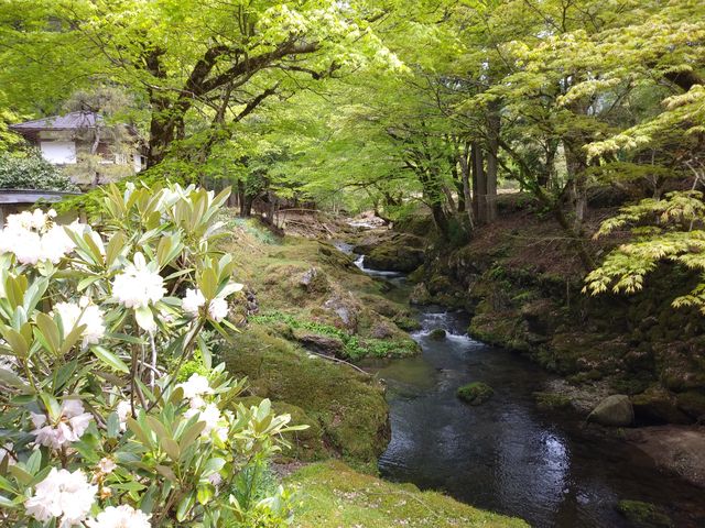 境内の寺谷川のほとりは新緑とシャクナゲがきれい。_峰定寺