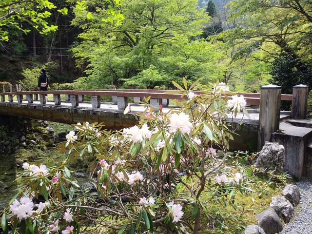 川には橋がかかっています、_峰定寺