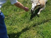 えいこはんさんの山田牧場 有限会社のーふの投稿写真1