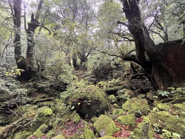 無事苔むす森まで到着!_樹之香