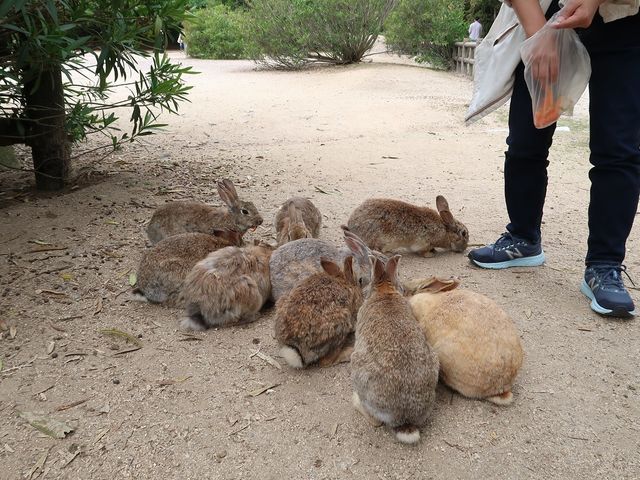 うさぎの島(大久野島)