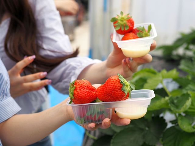 贈答用のレベル!_日光いちご園 渡辺