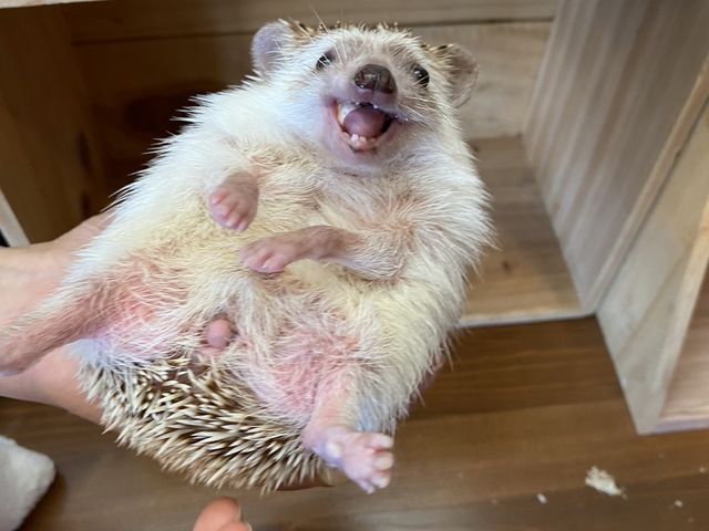 眠いのにたくさん遊んでくれたぽんずくん_しゃべコミュ 山形店