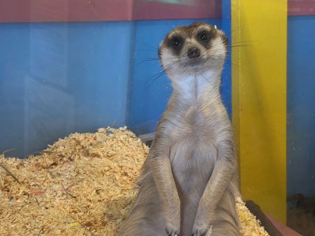 ミーヤキャット_ふわふわ