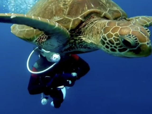 近くまでカメさん来てくれて感謝です。_Divers,inc.