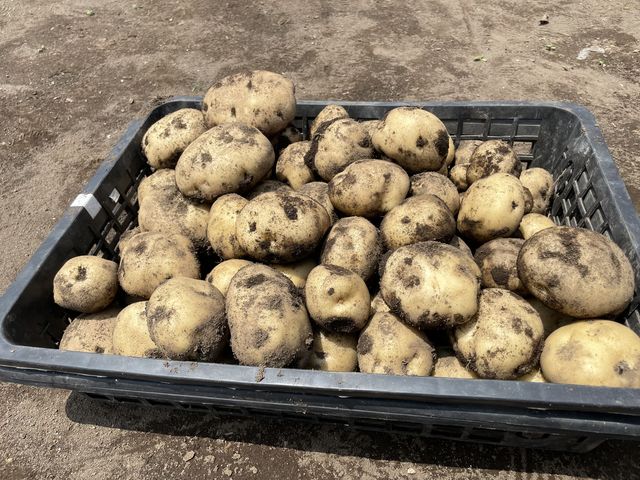 男爵_にこfarm