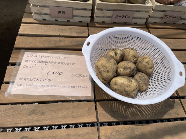 追加料金で予約より増やして掘ることも可能みたいです。_にこfarm